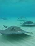 Stingray City Sandbar Grand Cayman Snorkeling Excursions